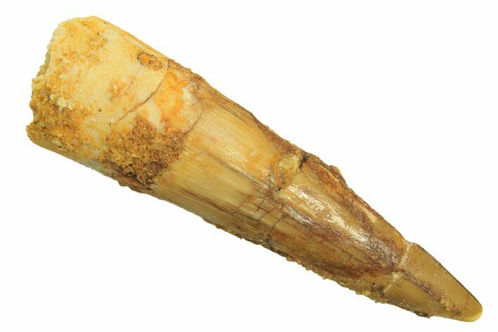 Fossil Spinosaurus Tooth - Real Dinosaur Tooth #296830